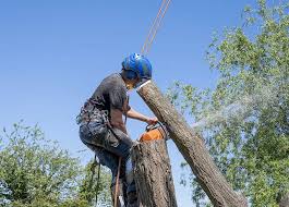 Tree Surgeon' for effective cork tree maintenance services. - Cork Tree  Surgeons
