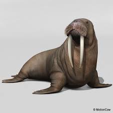 Walrus Walrus Walrus Walrus Walrus Sea Mammal Ocean Animals