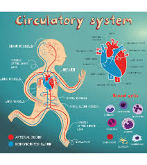Blood develops initially within the core of blood islands in the mesoderm. Heart Circulatory System Diagram Parts Function For Kids