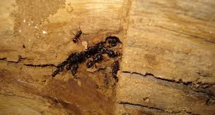 What is a carpenter ant's reproductive cycle? Carpenter Ants Here S What You Can Do To Deal With Them