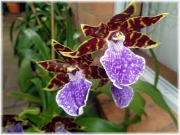 Image result for Orthochilus walleri