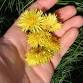 Foraging Spring Edibles