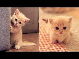Baby Cats Cute And Funny Cat Videos Compilation 26 Aww Animals Youtube Funny Cute Cats Baby Cats Cute Cat Gif