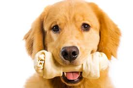 Check spelling or type a new query. Choosing A Safe Bone For Your Dog