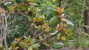 Image result for Vitellariopsis