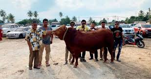 Namun lembu memang binatang untuk dijual dan disembelih. Beli Rm6 000 Jual Rm14 300