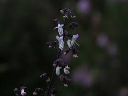 Image result for Isodon ramosissimus