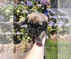 Check spelling or type a new query. Puppies For Sale Near Vancouver Washington Usa Page 1 10 Per Page Puppyfinder Com