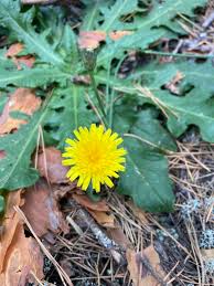 Image result for Hypochaeris radicata