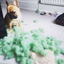 how cats and dogs cause 4bn worth of damage to our homes every year personalised dog collars dog cat dogs