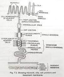 Thus, the skin is vulnerable to various damages, particularly burn injury. Sir You Said That All Types Of Cell Junction Are Present In Epithelium And You Also Said That Zoology 15274401 Meritnation Com
