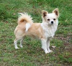 Let say they are siblings. Female Long Haired Chihuahuas Mini Kennels Chihuahua Mix Puppies Chihuahua Cute Chihuahua