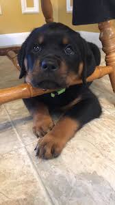 Finally, if you are looking for rottweiler puppies for sale in michigan, gowenhaus rottweilers is the place to buy standard german and european rottweilers. My New Puppy From Kaiserhaus Rottweilers In Brown City Mi Cute Dogs Rottweiler Dog Rottweiler Puppies