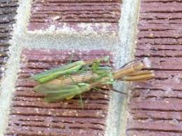 Maybe you would like to learn more about one of these? Our Spiritual Insect Friend The Praying Mantis Sjma