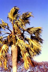 Image result for Borassus aethiopum