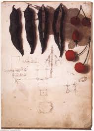 Leonardo Da Vinci Fruit Vegetables And Other Studies Leonardo Da Vinci Paris Print Vinci