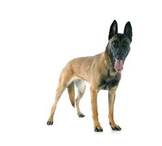 El pastor belga malinois comparte estándar con las otras 3 variedades de pastor belga, diferenciándose de estas sólo en la longitud, tipo y color del pelo. Belgischer Malinois Feragen