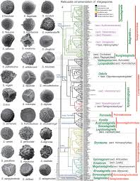 Image result for Selaginella cathedrifolia