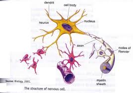 Maybe you would like to learn more about one of these? The Structure Of Nervous Cell New Science Biology