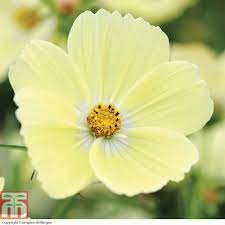 Cosmos Bipinnatus Lemonade Garden Ready Annual Plants Thompson Morgan Cosmos Flowers Annual Flowers Annual Plants