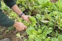 Salades Quand Semer Repiquer Et Recolter Planter Salade Astuce Jardin Et Cultiver