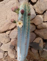 How to take out a splinter with scotch tape. Inside Outside Cactus Phi Essences
