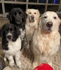 Do not contact me with unsolicited services or offers. Newfoundland Akc Puppies Ready For Rehoming Adoption She A Beautiful Black Newfoundland She S Has A Lush Coat Nice Blocky Head And Muzzle Both Of Harlow S Parents Are Dna Health Tested