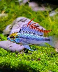 See more ideas about cichlids, fish pet, tropical fish. Apistogramma Care And Breeding Guide The Aquarium Guide