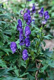 Aconitum Fortunei Hemsl Ranunculaceae Therapeutic Uses