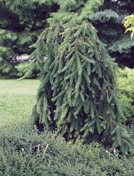 A very compact weeping norway spruce! Glossary Robertson S Landscaping Weeping Norway Spruce Fairy Garden Plants Norway Spruce