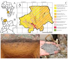 Image result for Eugenia malangensis