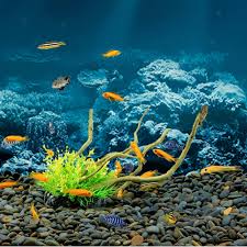 Maybe you would like to learn more about one of these? Pvc Adhesive Aquarium Underwater Coral Backdrop Decorations Poster Aquarium Fish Tank Background 3d Effect Pictures 76 46cm Backgrounds Pet Supplies Urbytus Com