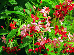 Maybe you would like to learn more about one of these? Gambar Bunga Melati Ungu Pickini