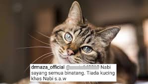 Ternyata di dunia ini ada banyak jenis kucing yang mungkin. Nabi Sayang Semua Haiwan Kisah Fasal Kucing Nabi Tak Benar Kitareporters Semua Boleh Jadi Reporter