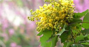 In california and the pacific northwest, one of the most common species—and oregon's state flower—is berberis aquifolium (also called tall oregon grape, or hollyleaved barberry). Oregon State Flower The Oregon Grape Proflowers Blog