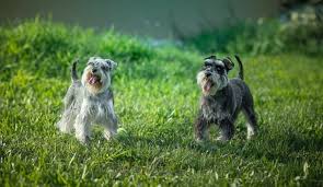 Check spelling or type a new query. How Much Does A Miniature Schnauzer Cost Herepup