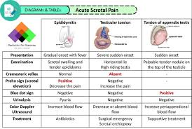 Image result for Cremasteric Reflex