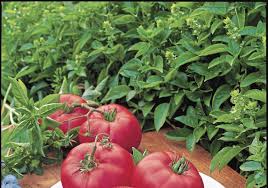 Contact pleasant view gardens today: Picking Right Tomato For Your Summer Garden Pittsburgh Post Gazette