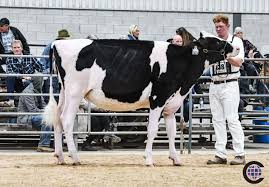 Autumn Opportunity Holstein Show 2024