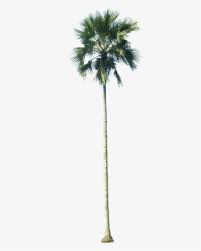 Including transparent png clip art, cartoon, icon, logo, silhouette, watercolors, outlines, etc. Transparent Palm Trees Png Tall Palm Tree Png Free Transparent Clipart Clipartkey