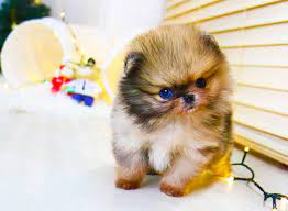 See more of teacup pomeranian puppies for adoption on facebook. The Teacup Pomeranian Puppies For Sale 250 Or Adoption