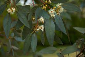 Pin By Beatrix Silverstein On Flora Plants Eucalyptus Essential Oil Eucalyptus