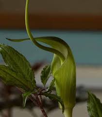 Pascal bruggeman's arisaema pages (i had a preview. Arisaema Helleborifolium 1 4lt