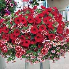 Shop for artificial hanging basket flowers online at target. Romance Hanging Basket Collection Spring Hill Nurseries