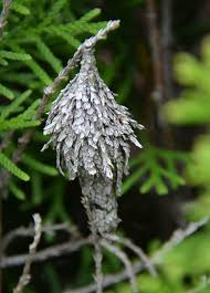 If you have many trees affected by bagworms, it can be expensive to thoroughly kill the bagworms with insecticide. Help My Trees Have Bagworms
