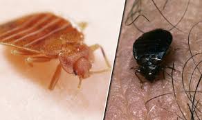 Check spelling or type a new query. Bed Bug Bites Signs And Symptoms Of Bed Bug Poo How To Get Rid Of Infestation Express Co Uk