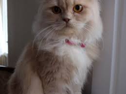 Kedi Kocaeli