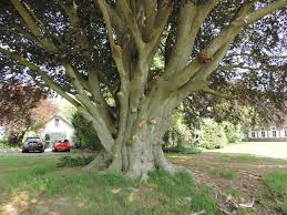 Read 2 reviews from the world's largest community for readers. De Apostelen Beuken De Groene Ruimte Van Drenthe