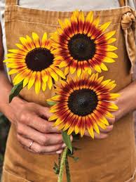 Caring for sunflowers while the plant is small, water around the root zone, about 3 to 4 inches from the plant. All About Sunflowers Burpee