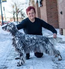 Find english setters for sale on oodle classifieds. Joanne Mistler The Batavian